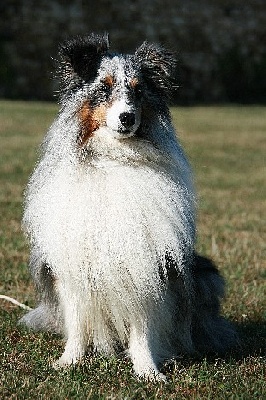 des loups de l'isengard - RECOMMANDE !!!