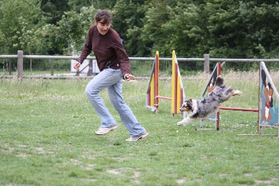 des loups de l'isengard - AGILITY