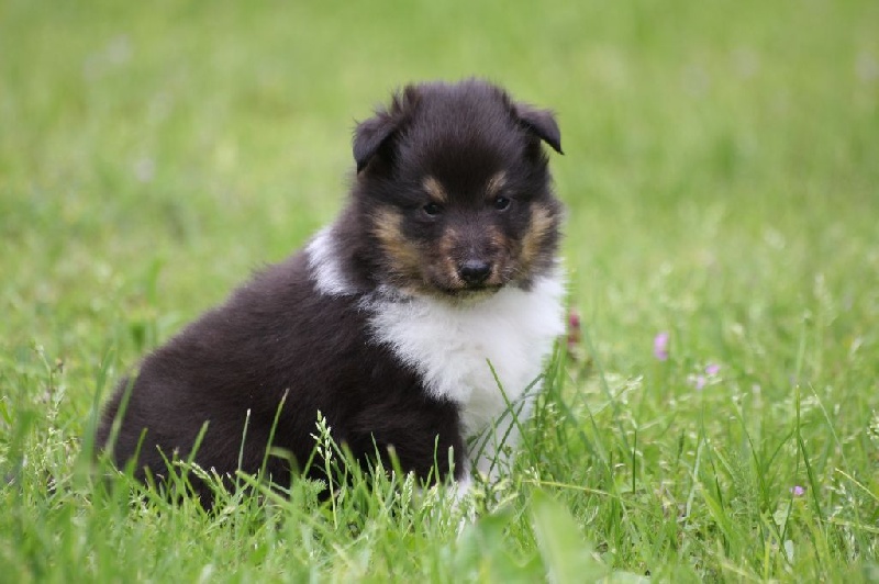 des loups de l'isengard - Shetland Sheepdog - Portée née le 05/05/2016