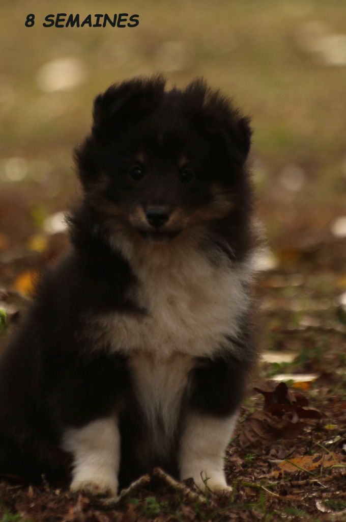 des loups de l'isengard - Shetland Sheepdog - Portée née le 12/09/2018