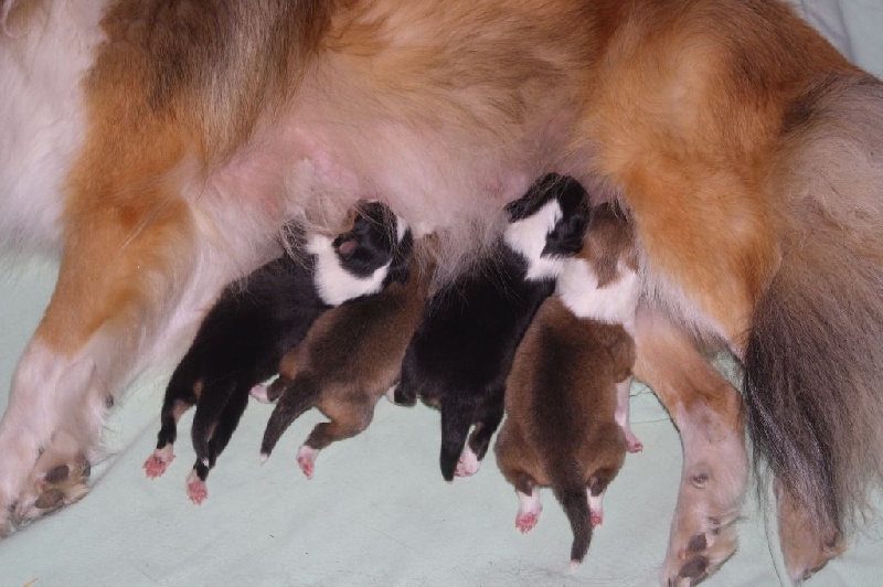 des loups de l'isengard - Shetland Sheepdog - Portée née le 12/07/2015