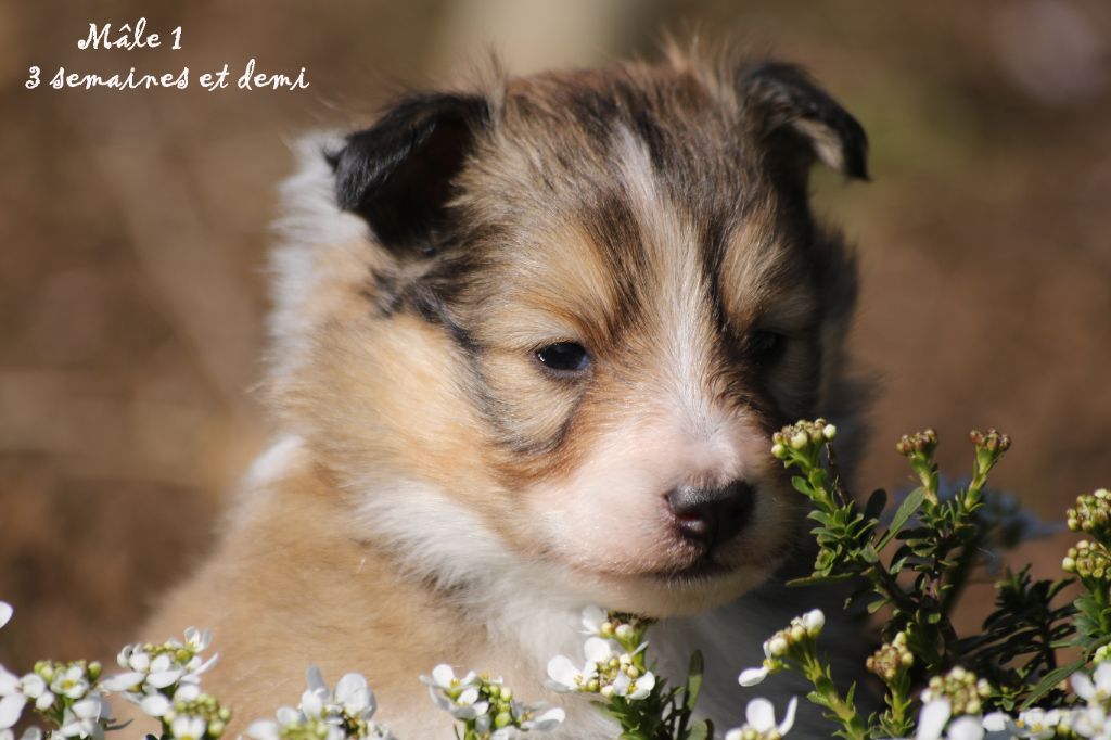 des loups de l'isengard - Shetland Sheepdog - Portée née le 17/02/2022