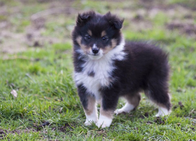 des loups de l'isengard - Shetland Sheepdog - Portée née le 28/12/2016