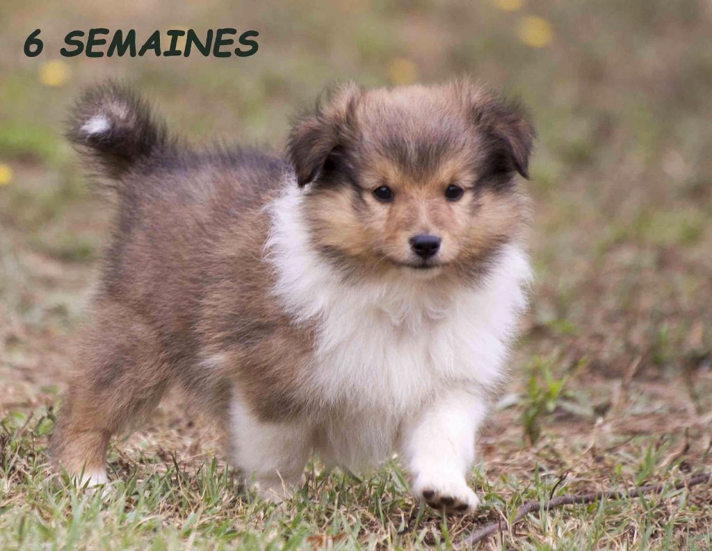 des loups de l'isengard - Shetland Sheepdog - Portée née le 18/05/2017