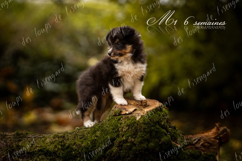 des loups de l'isengard - Shetland Sheepdog - Portée née le 01/10/2023