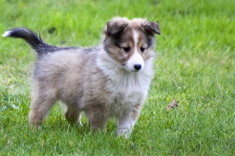 des loups de l'isengard - Shetland Sheepdog - Portée née le 24/10/2014