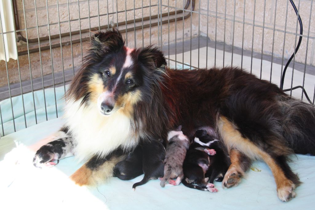 des loups de l'isengard - Shetland Sheepdog - Portée née le 19/05/2018