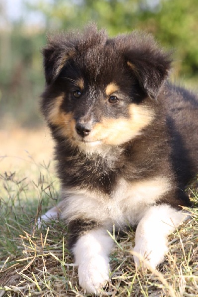 des loups de l'isengard - Shetland Sheepdog - Portée née le 21/07/2016