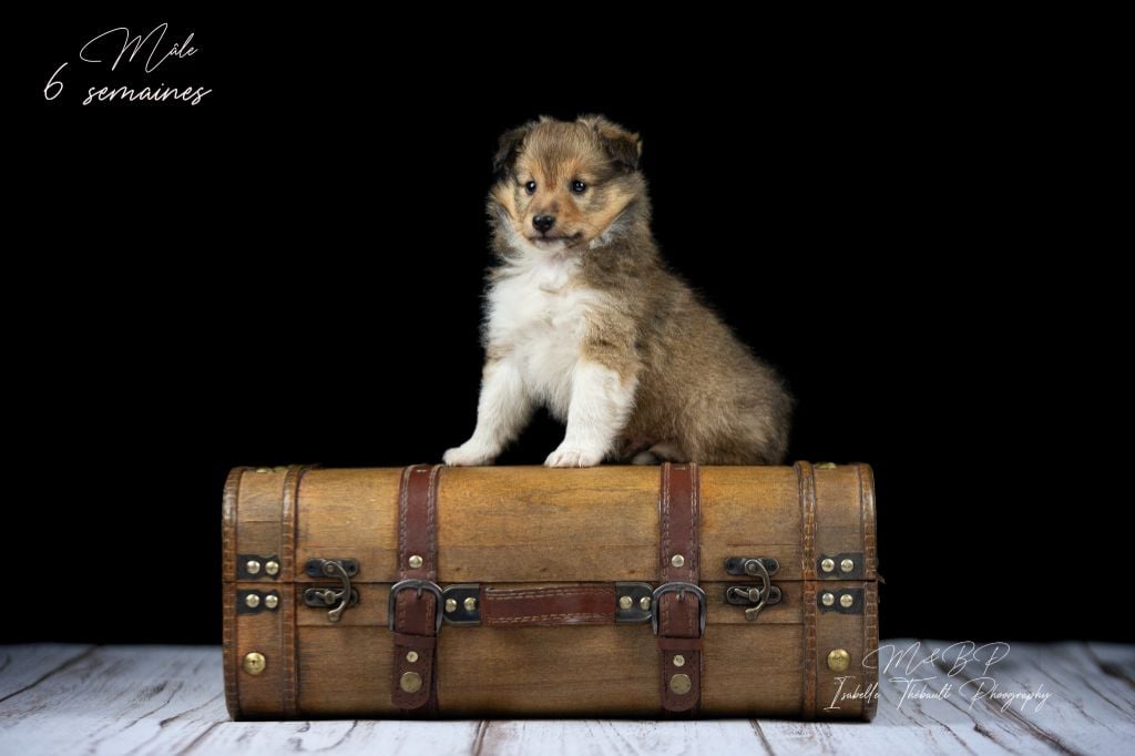 des loups de l'isengard - Shetland Sheepdog - Portée née le 27/07/2024