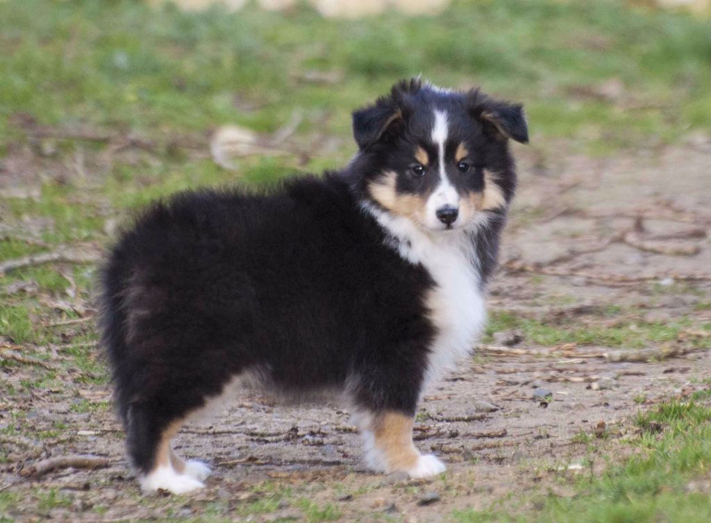 des loups de l'isengard - Shetland Sheepdog - Portée née le 01/01/2017