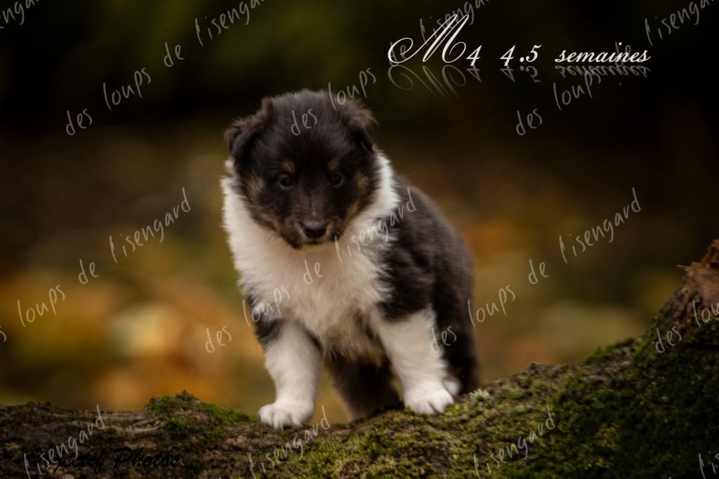 des loups de l'isengard - Shetland Sheepdog - Portée née le 11/10/2023