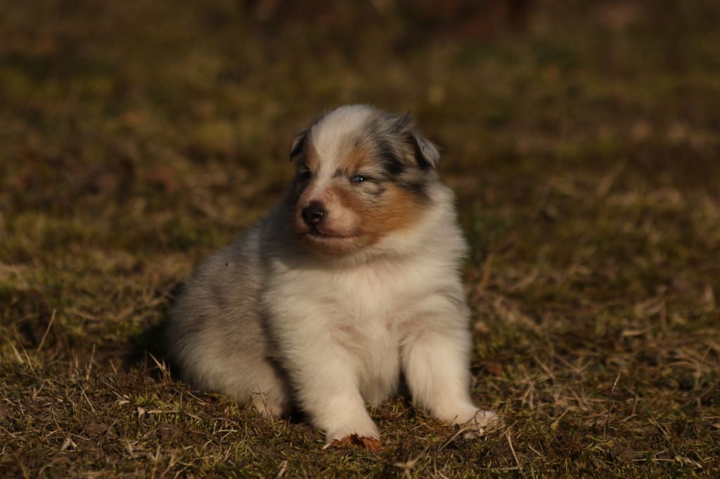 des loups de l'isengard - Shetland Sheepdog - Portée née le 26/01/2019