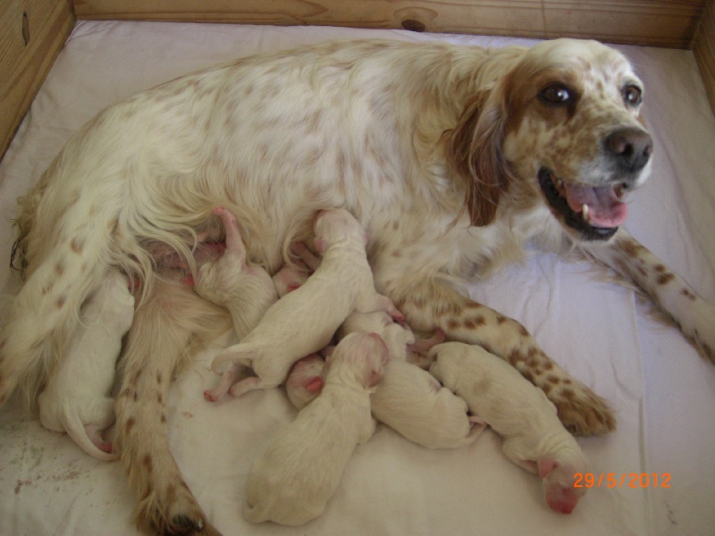 Chiot Setter Anglais de l'aile Rousse