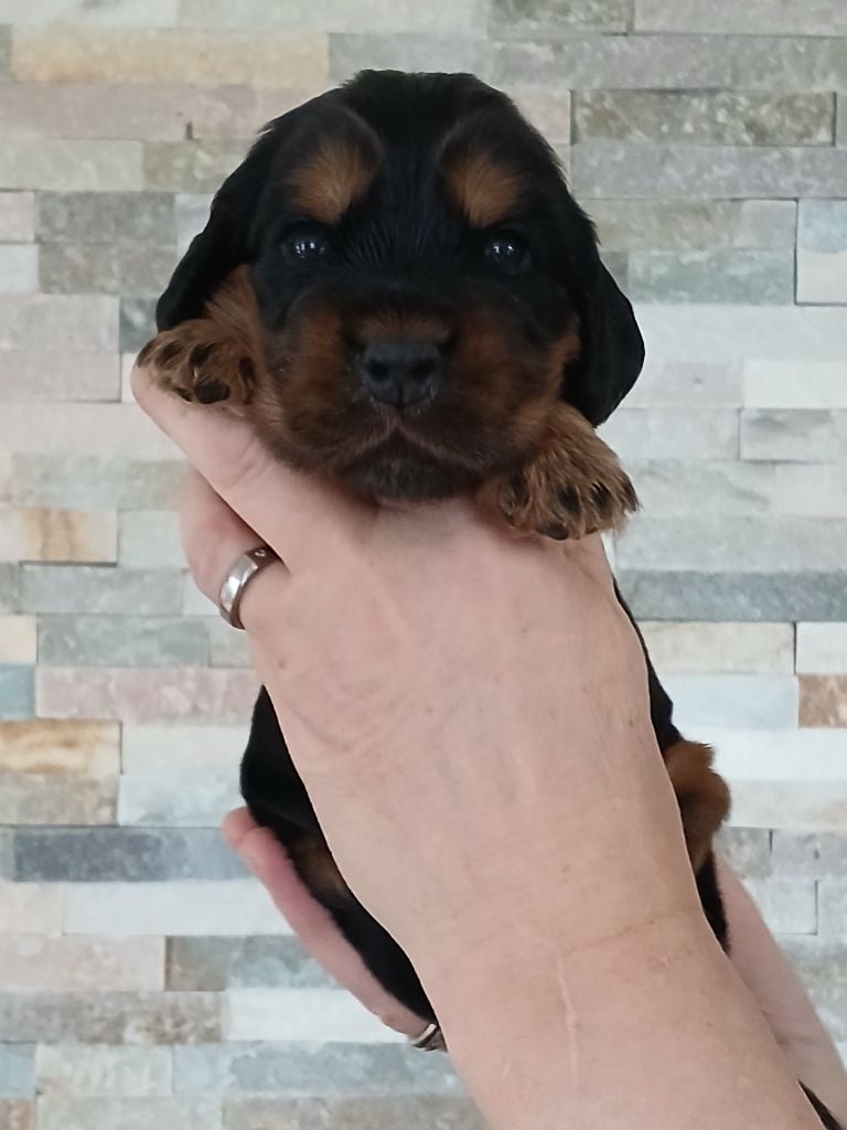 des Charmes de Verzan - Chiots disponibles - Cocker Spaniel Anglais