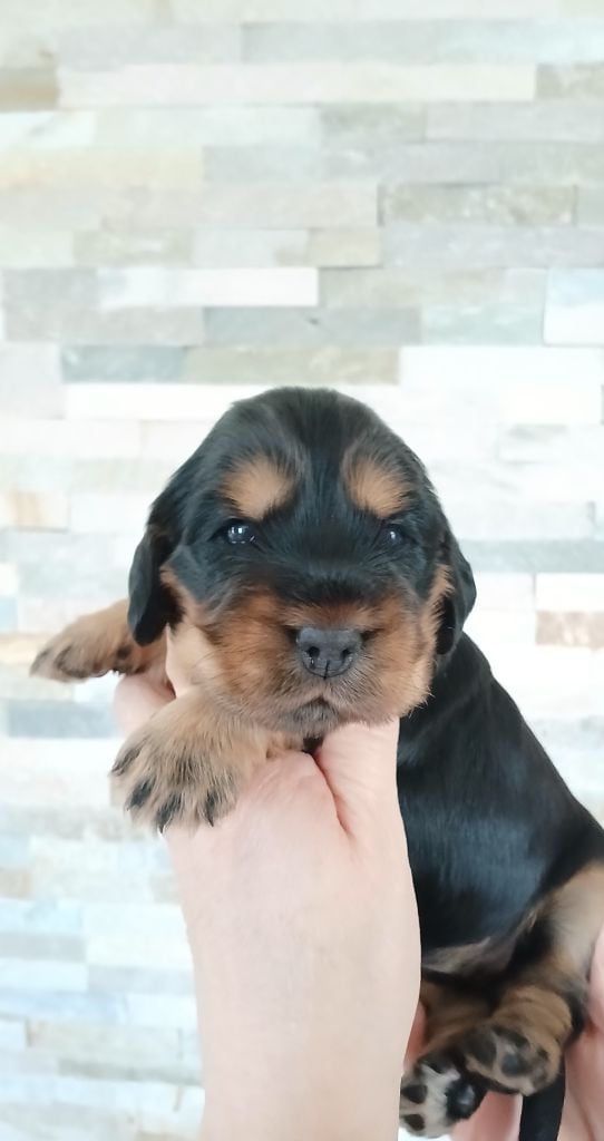 des Charmes de Verzan - Chiots disponibles - Cocker Spaniel Anglais